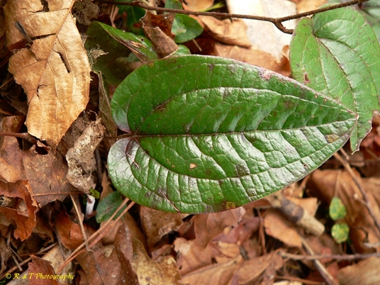 {Smilax pumila}
